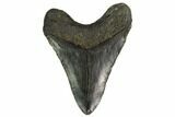Fossil Megalodon Tooth - North Carolina #147010-1